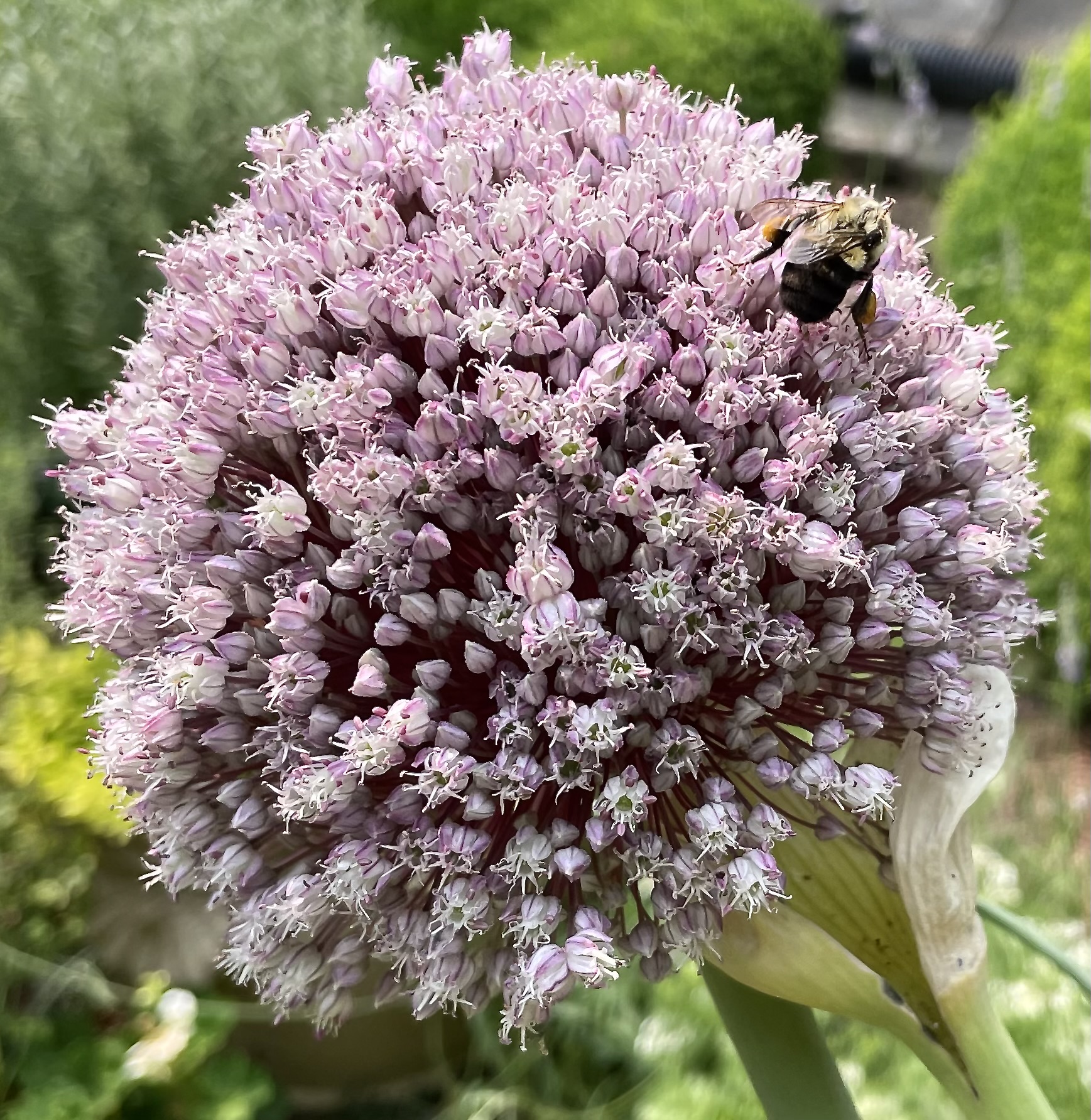 Bumblebee on swamp milkweed Asclepias incarnata